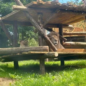 Cette été était rempli de visites de parcs